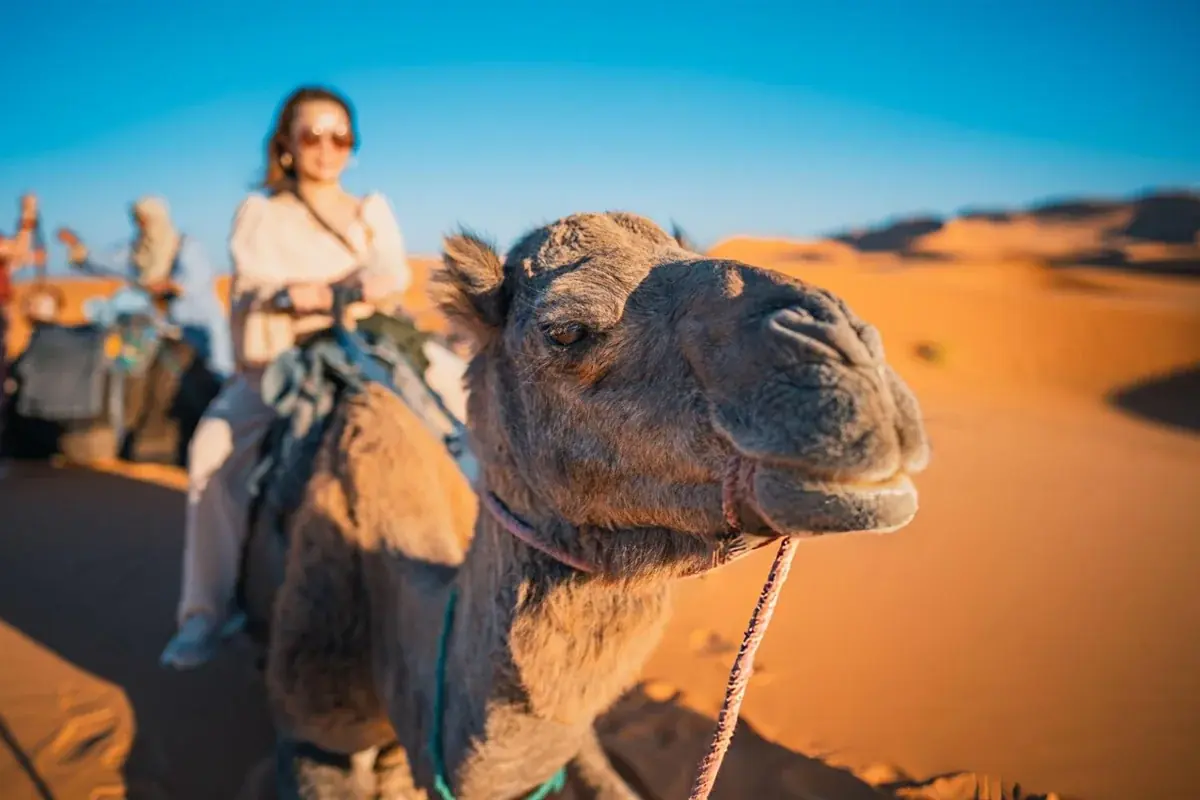 Cinematic Landscapes: 2-Day Ouarzazate & Dades Valley Explorer 3
