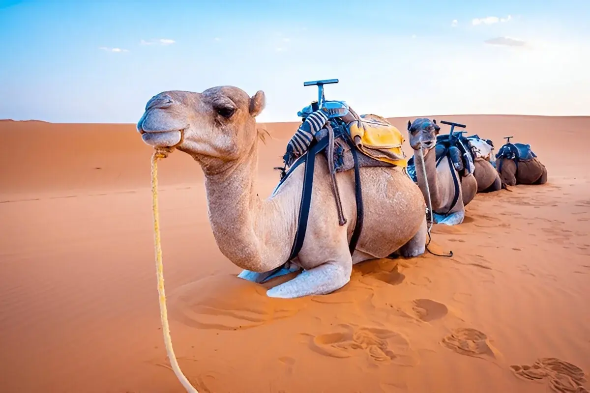 Desert Gateway: 2-Day Fes to Merzouga Desert 3