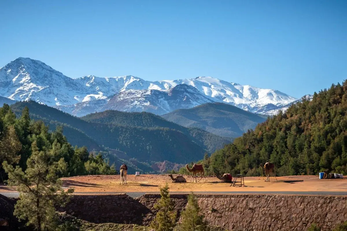 Alpine Morocco: 1-Day Middle Atlas & Ifrane Day Trip 5